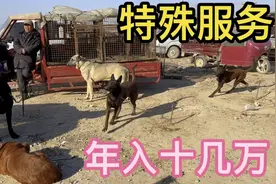 大叔在狗市“配种”年入几十万，一次要2千，一个月好几万，真牛