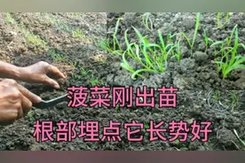 菠菜出苗后要浇几次水？给它这样埋一埋，苗长势又快又壮口感好视频封面