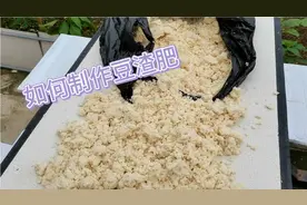 沤制豆渣有机肥全过程，瓜果蔬菜大丰收视频封面