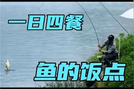 鱼有一日四餐？是的，抓住夏季野生鱼的吃饭时间段，鱼获满满