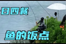 鱼有一日四餐？是的，抓住夏季野生鱼的吃饭时间段，鱼获满满
