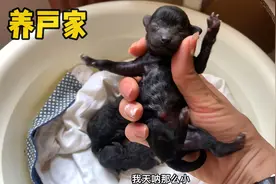 来养户家挑选灰泰迪，意外发现了刚出生的幼犬，原来小时候长这样