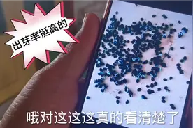 刚播种完香菜马上开始洋葱播种育苗，网友：这套组合种植收入不少视频封面