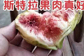 无花哥分享波姬红，芭劳奈，斯特拉无花果颜值及果肉颜色。