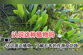 认识周边植物，了解石韦的作用及功效，爱护自己，帮助他人。