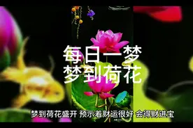 周公解梦之梦到荷花视频封面