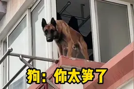 狗：想骗我跳楼？你以为我像你一样傻吗？视频封面