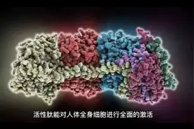 活性多肽对人体的重要性视频封面