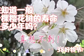您知道，一般一棵樱花树的寿命，是多少年吗？真想不到！38好物节视频封面