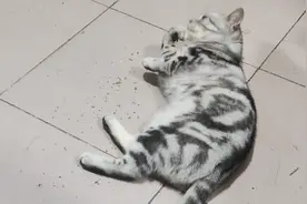 买到了假的猫薄荷视频封面