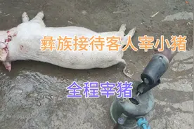 大凉山彝族招待客人  一般用小乳猪，羊  全程自己宰杀视频封面