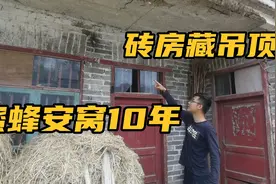 一窝蜜蜂结巢农村砖房10年，有人1千块收蜂主人不卖，价值多少？视频封面