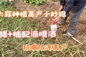 大蒜用这个配方喷几遍，杀菌驱虫又高产，方法简单实用效果好视频封面