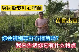 突尼斯软籽石榴苗开始挖苗了，枝条带刺，特征明显，你会辨别吗？视频封面