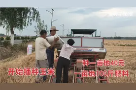 山东小麦收完开始种玉米，40块钱一亩，机械化播种真方便视频封面