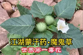 世界第一毒花“魔鬼草”曼陀罗，人称“江湖蒙汗药”，到底有多毒视频封面