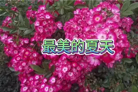 夏天不但是蓝天白云的机会，也是最美的赏花时间，西安这里花醉美视频封面