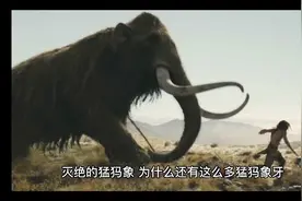 猛犸象牙为什么还那么多存在着
