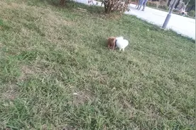 快看俩个狗狗谈恋爱了