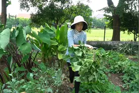 红薯藤疯长，修剪了做成创意的吃法，不要太香哦视频封面