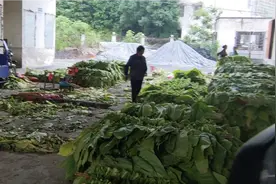 走进浏阳最大的烤烟基地抽烟的朋友了解一下烟是这样烘烤出来的！