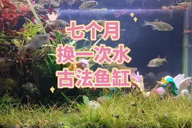火山石古法生态鱼缸，如何清理底砂脏东西？七个月没换水实例演示