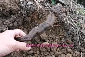 35元一斤的野生何首乌，2个小时挖了8斤，就问你心动不心动？视频封面