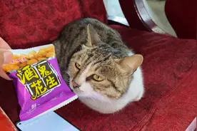 被网友猜中了，猫妈妈带着5个崽又悄悄搬家了，真担心它们会饿着视频封面
