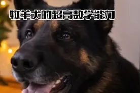 牧羊犬的超高数学能力让你无法想象！视频封面