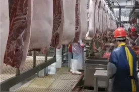 第402集：生猪屠宰检验检疫岗位。视频封面