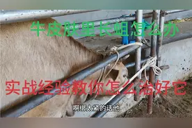 牛羊皮肤里长蛆，我用实战经验教大家怎样治疗，百之百治愈，视频封面