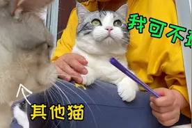 猫也讲面子？独处时超幼稚，一有猫来秒变成熟！