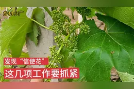 葡萄什么时候掐尖最合？抓住这个时间段，葡萄坐果最完美