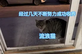经过几天不断努力成功收养一只流浪猫，冬天太冷请给毛孩子一个家