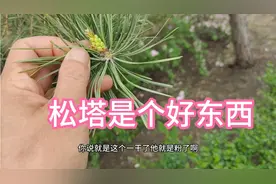 嫩松塔对中老年人好处太多，75岁大姐经常喝省钱又实用
