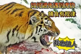 辽宁疑似发现虎豹 当地村民要避免早晚进山 野生虎豹其实很安全视频封面