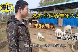 小伙养羊年入30万，听他分享养殖经验，努力的人最优秀视频封面