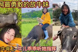 全网最勇敢的放牛妹！骑在牛背上！牛儿乖乖听她指挥！视频封面