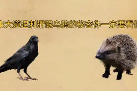 乌鸦跟刺猬的故事！看完你受益终身希望你不要做第二个刺猬