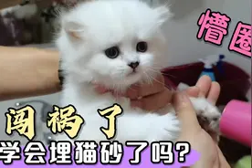 1个月的小奶猫是怎样上厕所的？有点刺眼睛气到你没脾气，太可爱视频封面