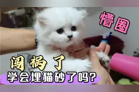1个月的小奶猫是怎样上厕所的？有点刺眼睛气到你没脾气，太可爱视频封面
