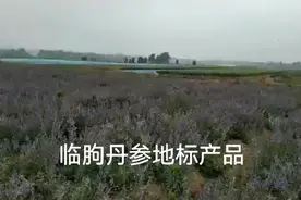 全国质量最好的丹参。丹参酮IIA是药典的196%，丹酚酸B是210%。视频封面