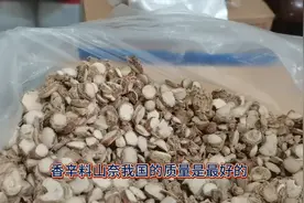 香辛料山奈的作用你知道吗？质量是我国的最好呦视频封面