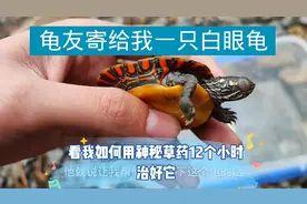 龟友冬眠的龟白眼了，看神秘草药如何12小时使龟重见光明视频封面