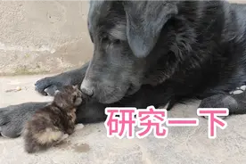把4只猫仔带走母猫会怎样？它的反应太意外，会跟着回家吗视频封面