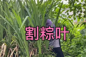 广东阳春人的粽子，采用独一无二的粽叶，包出来的粽子特别好吃！视频封面