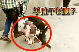 羊肚子上长了腿？其实是羊在剖腹产，肚子上挂着的是它的孩子！