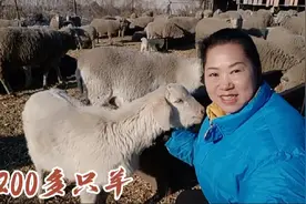 东北养殖户养200多只羊，现在卖多少钱一斤？冬天羊羔比夏天的好视频封面