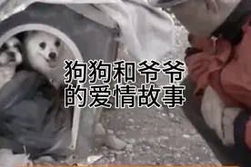 狗狗和爷爷的爱情故事视频封面