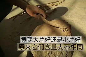 原来黄芪大片含量比小片高，喜欢小片的你感觉值不值得再用小片视频封面